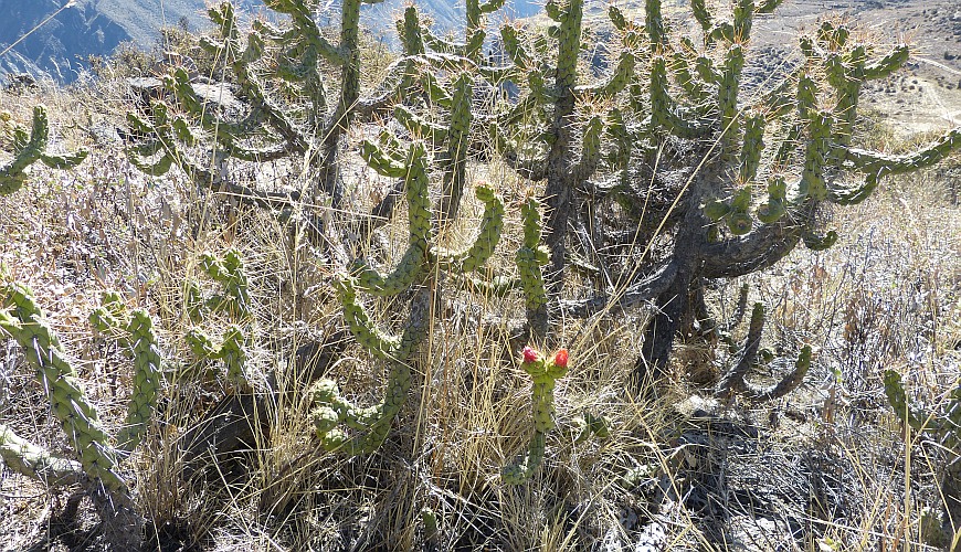Kakteen Colca Schlucht