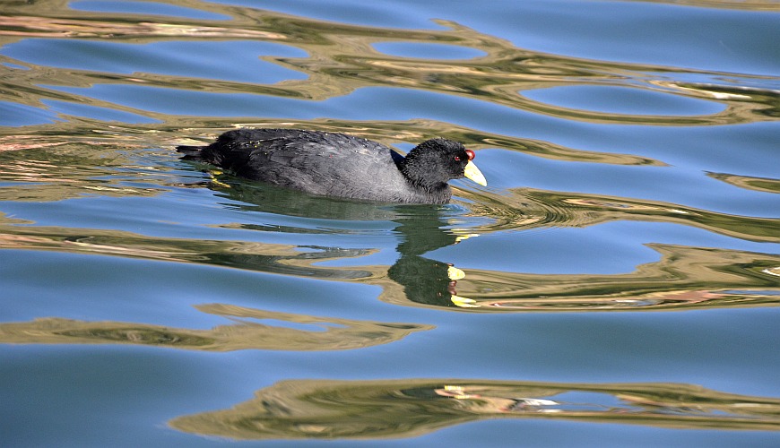 Ente im Titicacasee Ente im Titicacasee