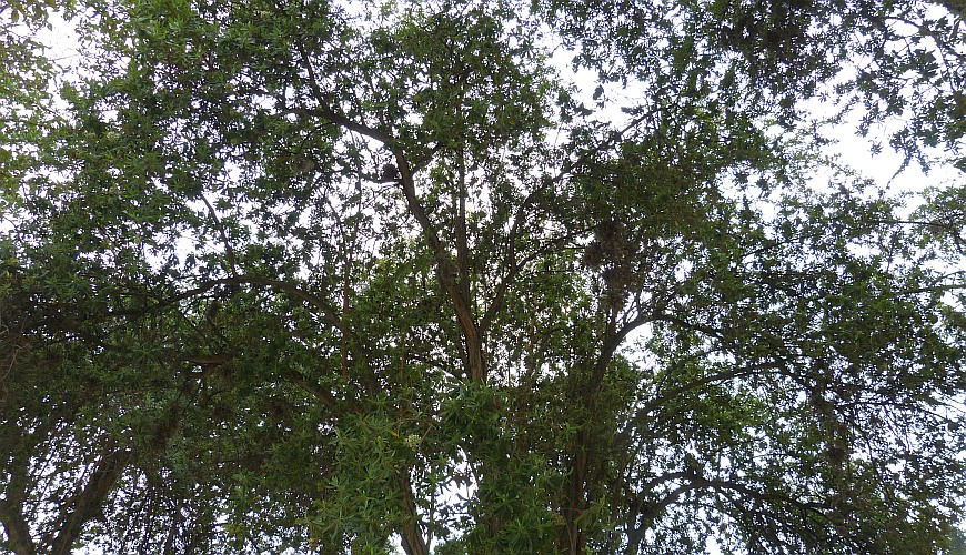 Chachacomo