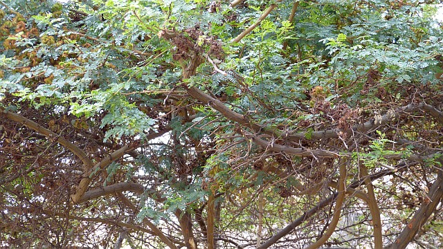 Mimosa Peru