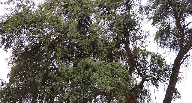 Polylepis Peru