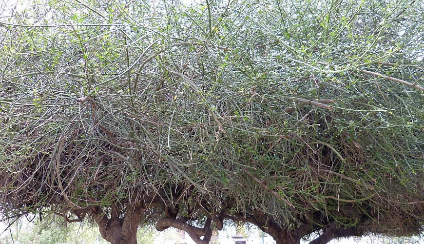 Wayruro Peru