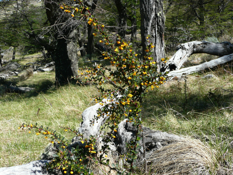 Flora und Fauna in El Chaltén, Argentinien