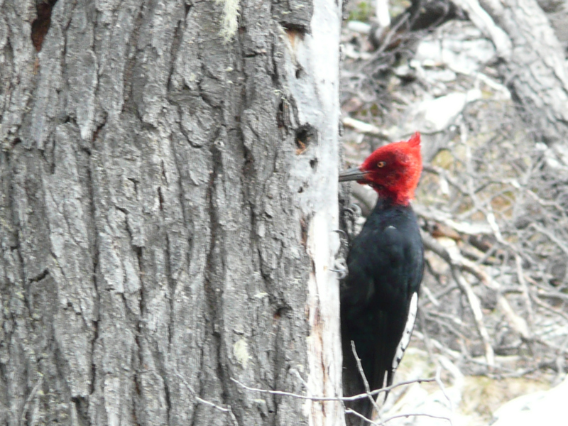 Flora und Fauna in El Chaltén, Argentinien