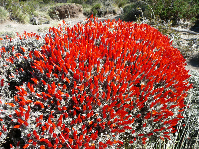 Flora und Fauna in El Chaltén, Argentinien