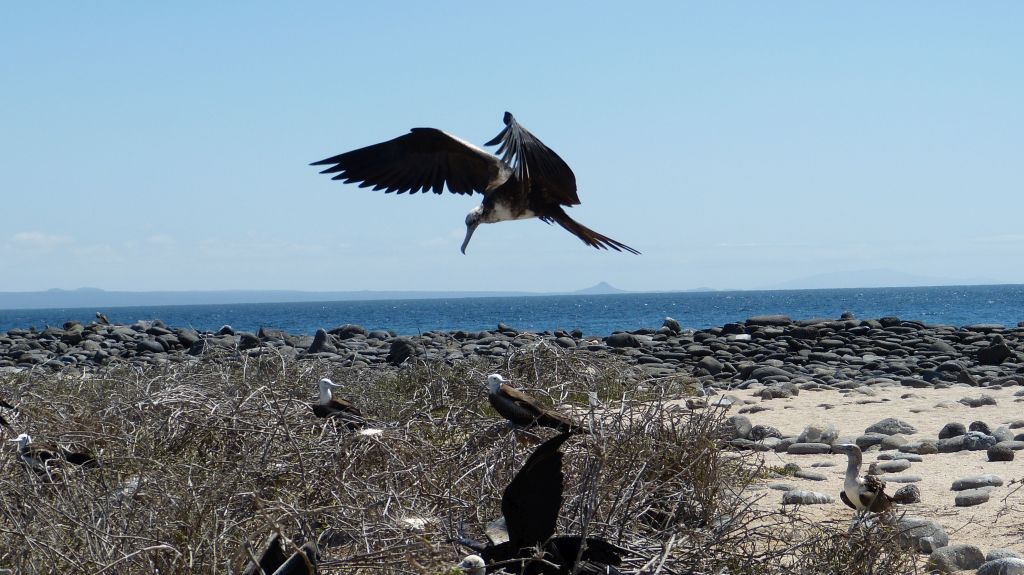 Galápagos Reise planen