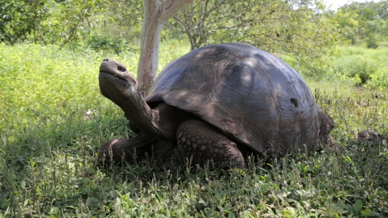 Galápagos Tierwelt Riesenschildkröte hautnah