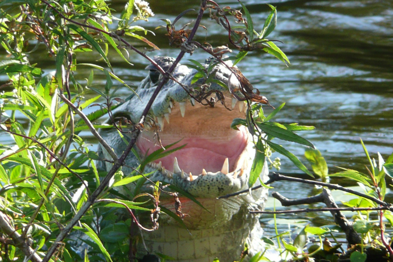Flora und Fauna Esteros del Iberá, Argentinien