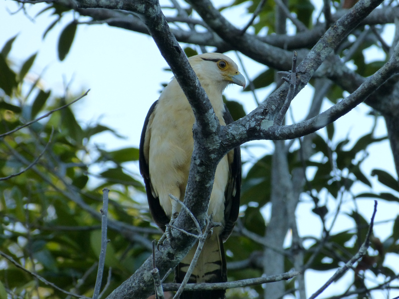 Flora und Fauna Los Llanos