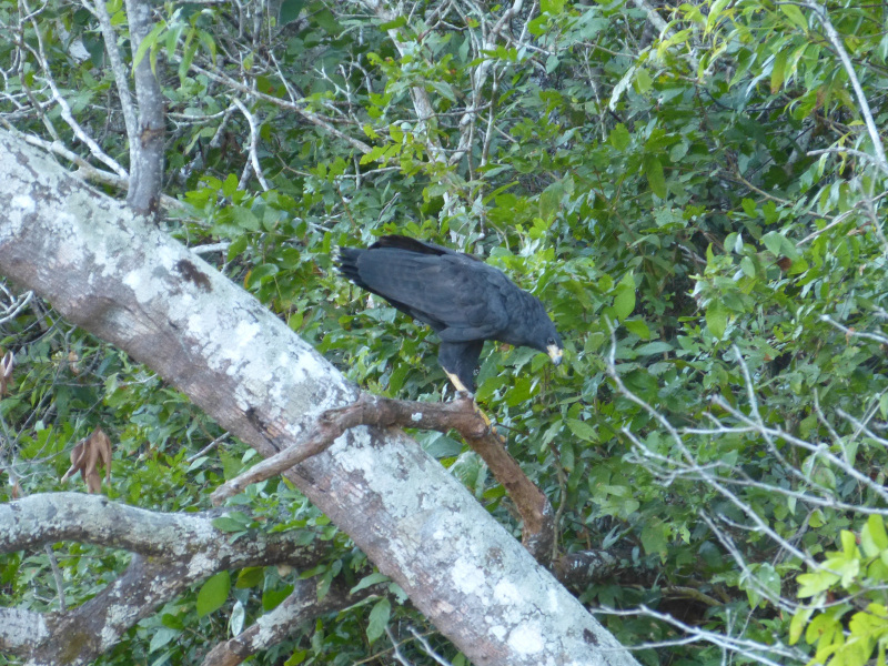 Flora und Fauna Los Llanos