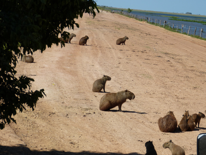 Flora und Fauna Los Llanos