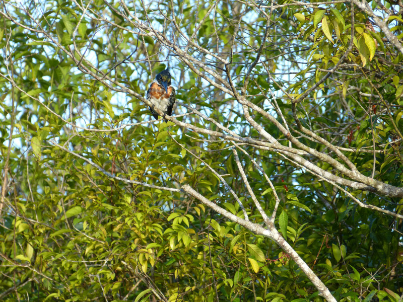 Flora und Fauna Los Llanos