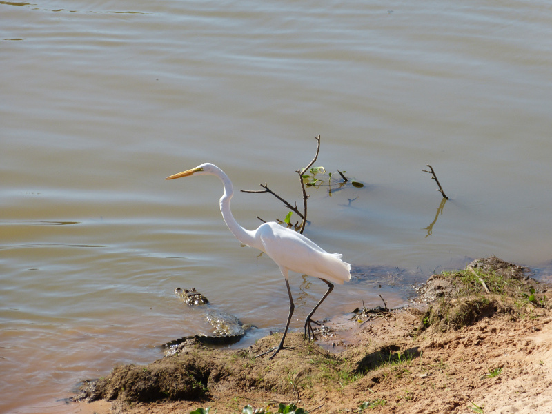 Flora und Fauna Los Llanos