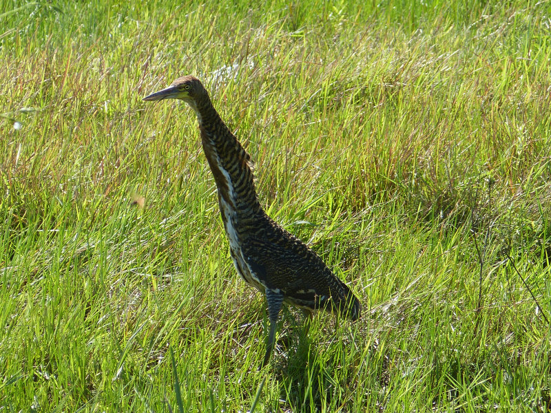 Flora und Fauna Los Llanos