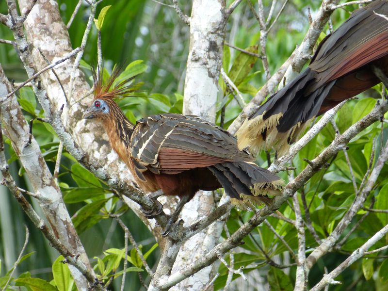 Flora und Fauna Los Llanos
