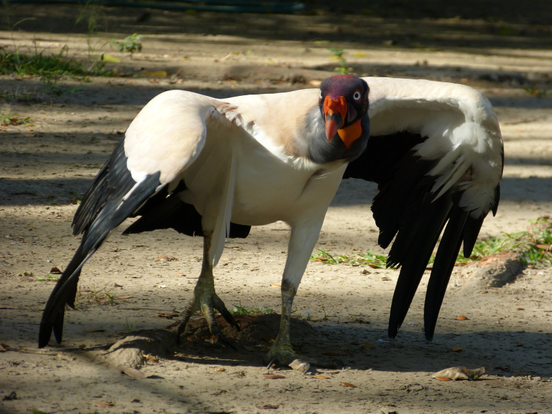 Flora und Fauna Los Llanos