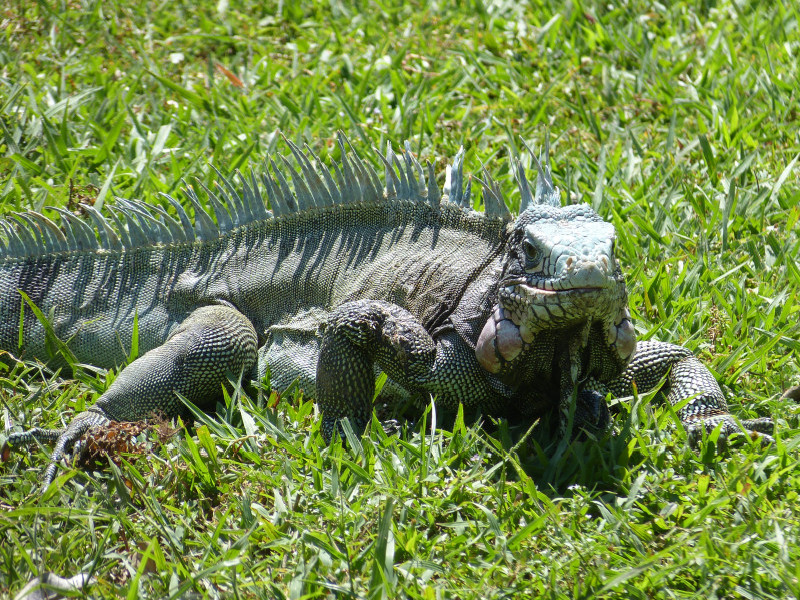 Flora und Fauna Los Llanos