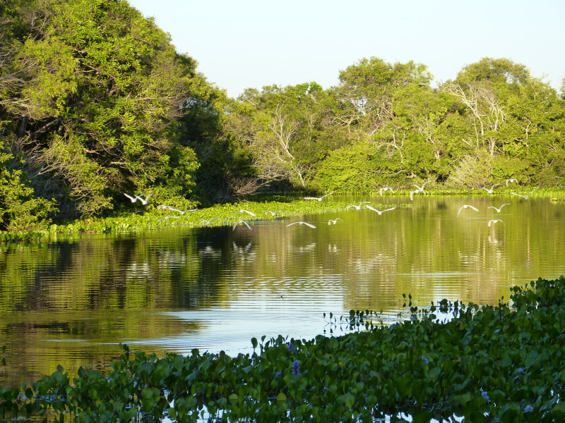 Flora und Fauna Los Llanos
