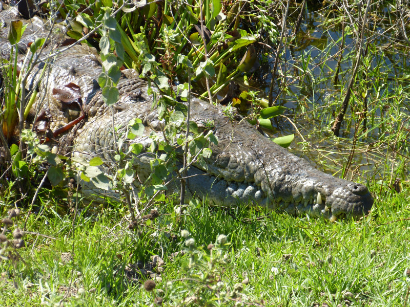 Flora und Fauna Los Llanos