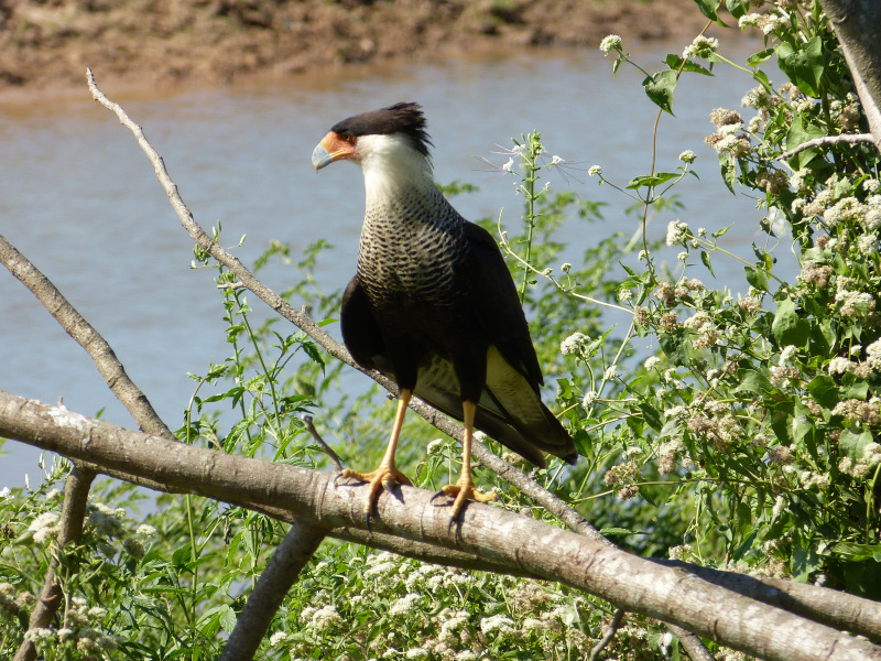 Flora und Fauna Los Llanos