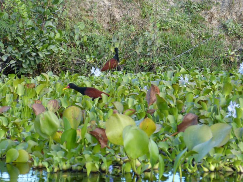 Flora und Fauna Los Llanos