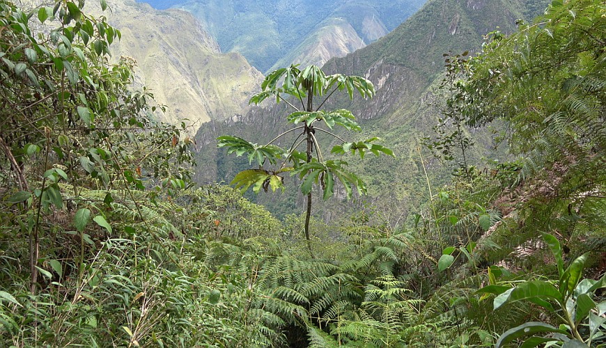 Flora Machu Pichu