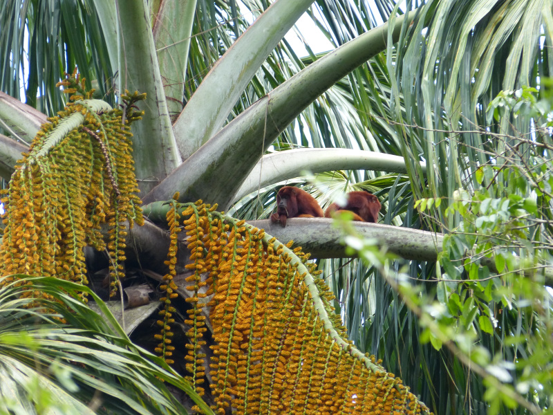 Brüllaffen, Orinoco Delta, Venezuela