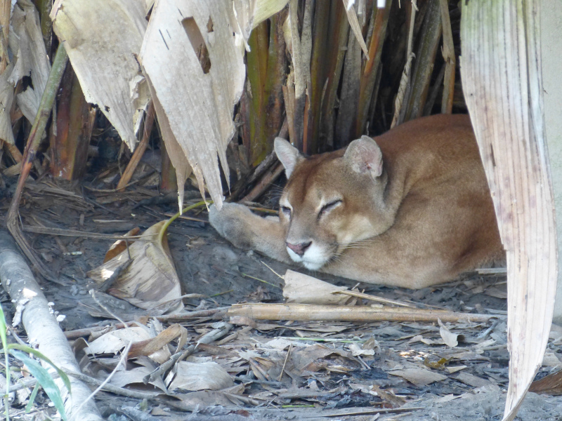 Flora und Fauna Los Llanos