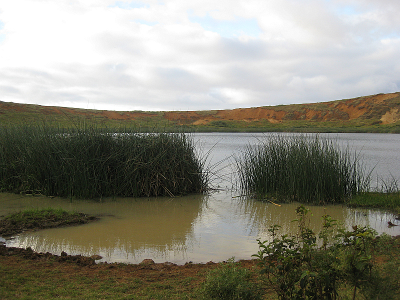 Vegetation, Osterinsel, Chile