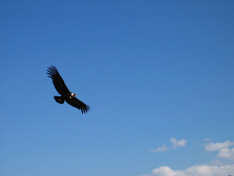 Andenkondor, Tierwelt im Nationalpark Torres del Paine, Patagonien, Chile