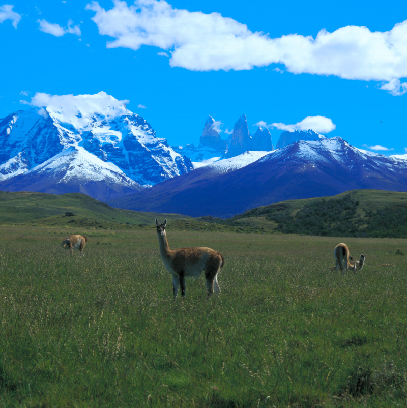 Guanakos, Tiere im Paine Nationalpark, Patagonien, Chile