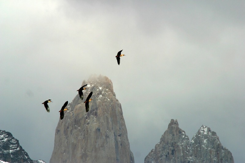 Ibisse, Tierwelt im Nationalpark Torres del Paine, Patagonien, Chile