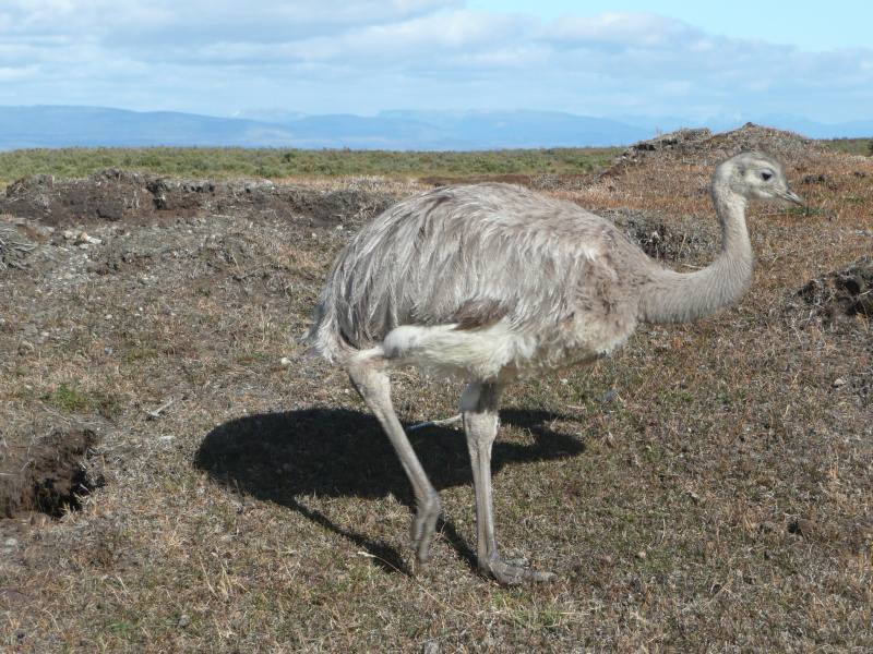 Nandu, Tierwelt im Nationalpark Torres del Paine, Patagonien, Chile