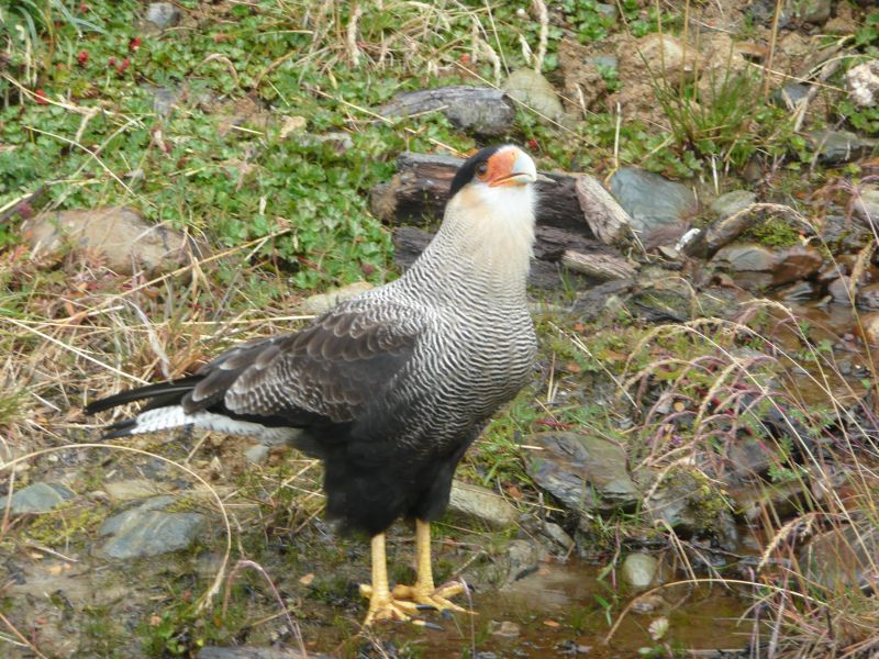 Schopkarakara, Tierwelt im Nationalpark Torres del Paine, Patagonien, Chile