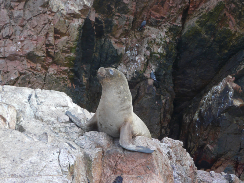Mähnenrobbe, Paracas, Peru