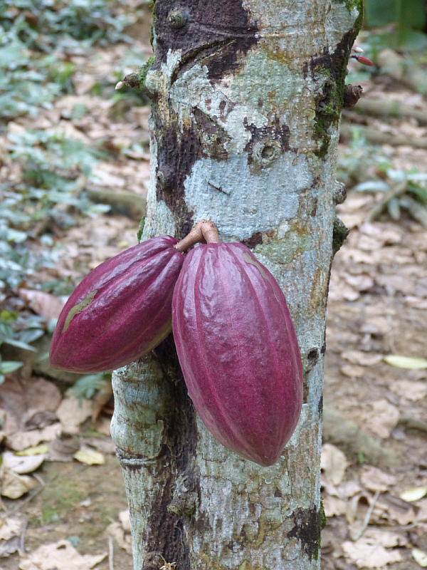 Kakao der Halbinsel Paria, Venezuela
