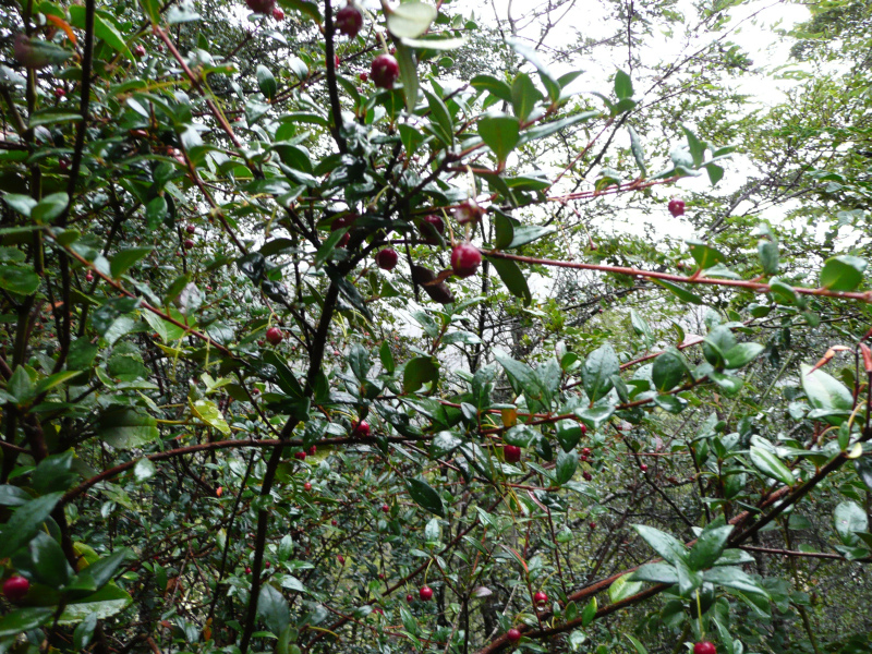 Vegetation in Chiloé, Chile