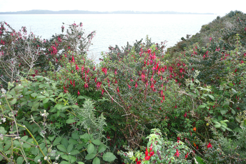 Vegetation in Chiloé, Chile