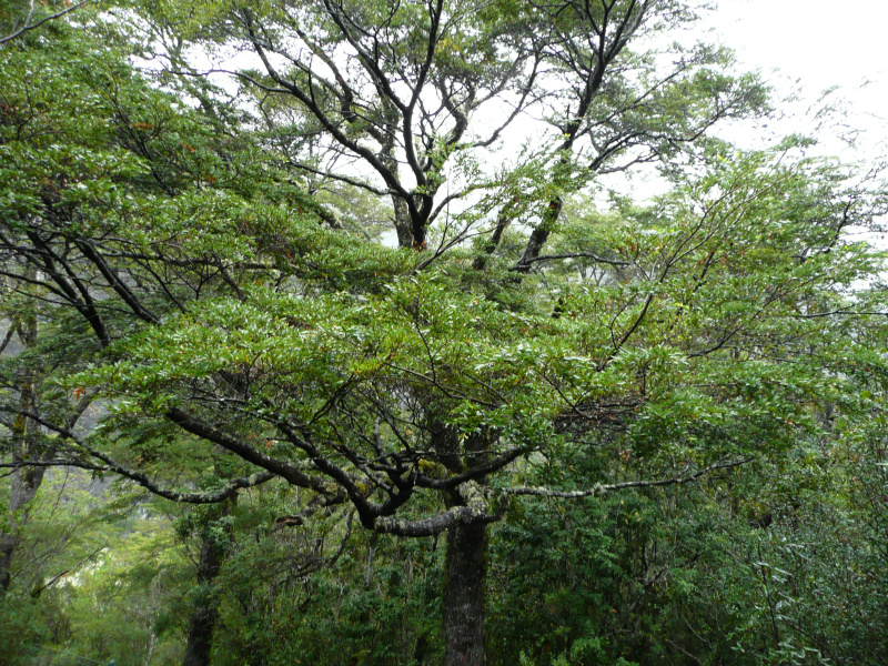 Vegetation in Chiloé, Chile