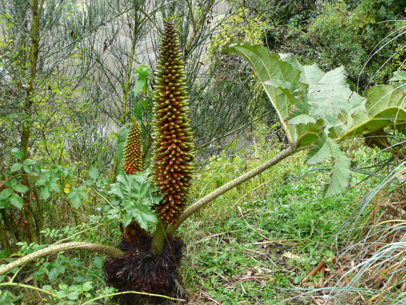 Pflanzenart Gunnera, Flora und Fauna in Chiloé, Chile