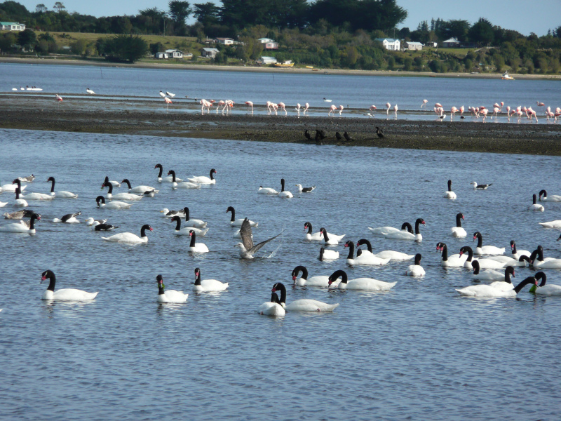 Schwarzhalsschwäne und Flamingos, Flora un d Fauna in Chiloé, Chile