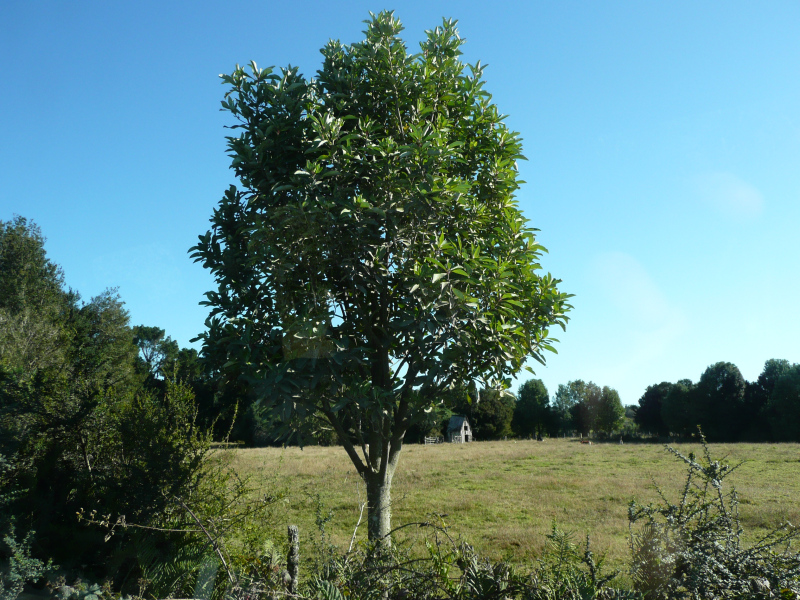 Vegetation in Chiloé, Chile
