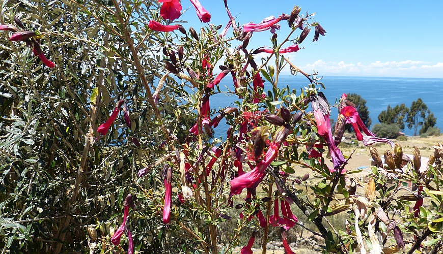 Kantuta Peru