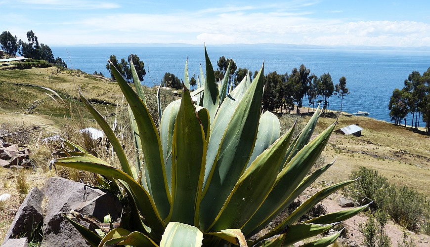 Agave
