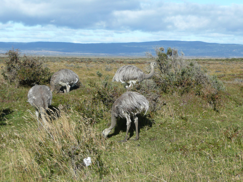 Nandu, Tierwelt rund um Punta Arenas, Chile