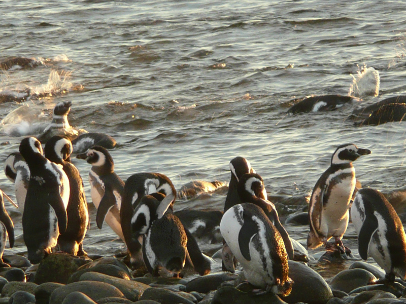 Magellanpinguine, Tierwelt rund um Punta Arenas, Chile