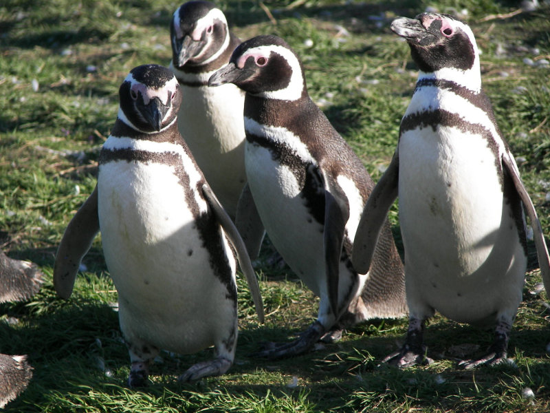 Magellanpinguine, Tierwelt rund um Punta Arenas, Chile