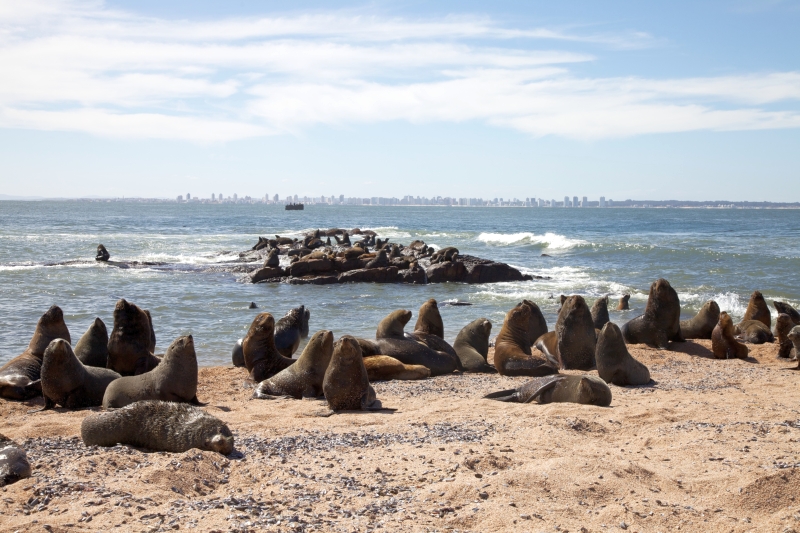 Seelöwen in Punta del Este
