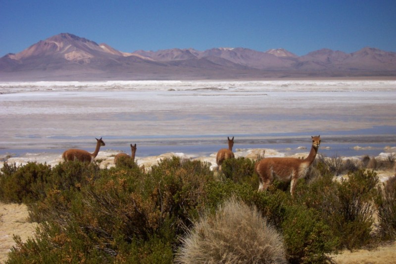 Salar de Surire, Putre, Chile