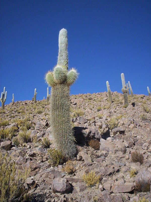 Fauna in Putre, Chile